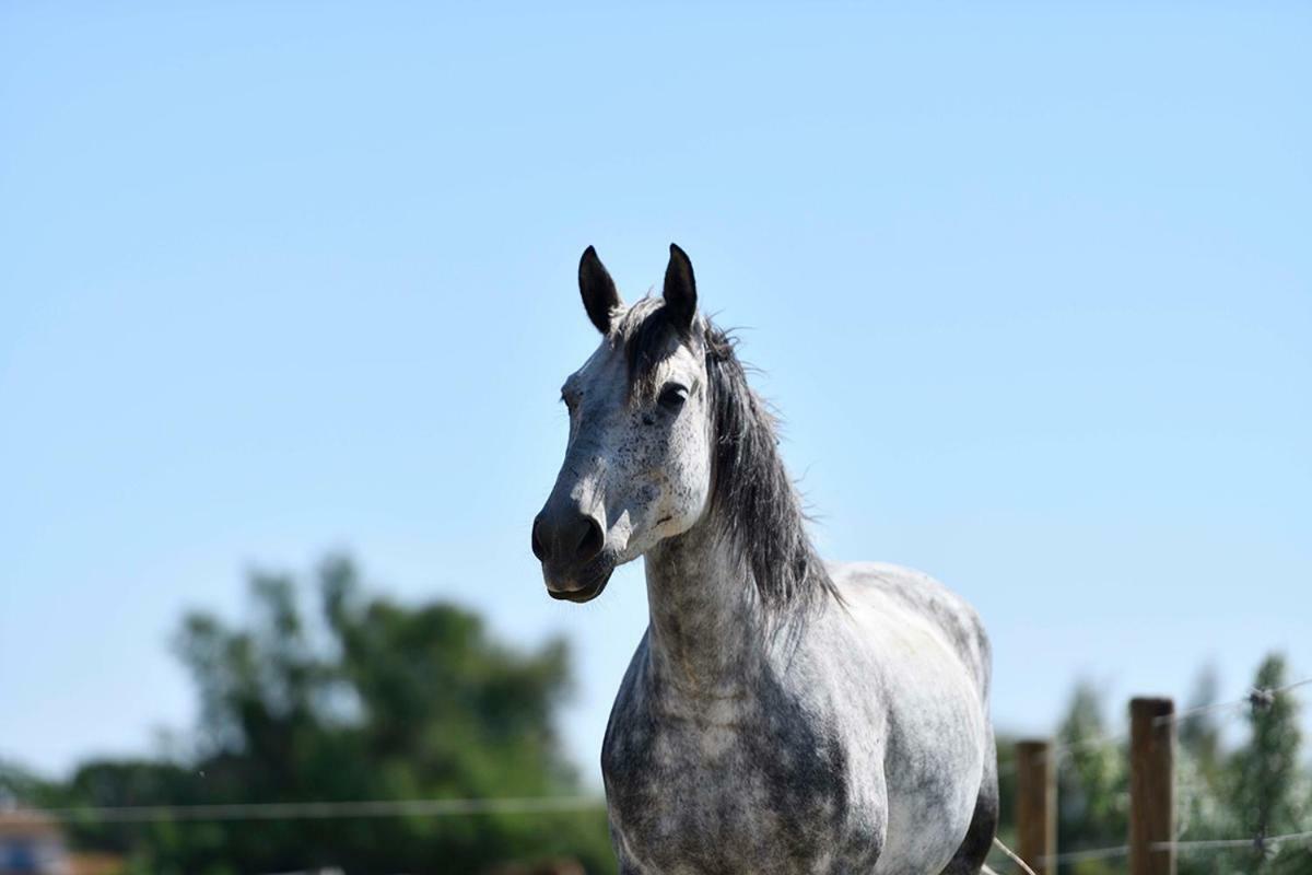 Mas Trinita Gite Equestre En Camargue Arles Exteriér fotografie